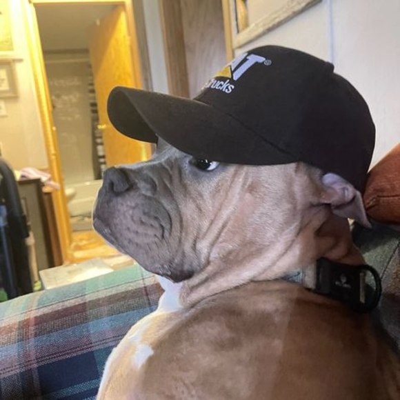 Meet your Posher, Martha - Picture 1 of 1